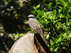 Tyrannus melancholicus