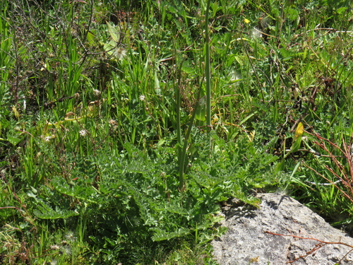 Image of Annesorhiza grandiflora by (c) Jeremy Gilmore, some rights reserved (CC BY)