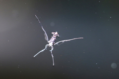 Rheumatobates rileyi