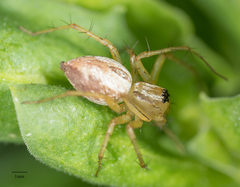 Oxyopes salticus