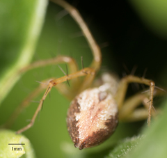 Oxyopes salticus