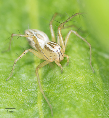 Oxyopes salticus