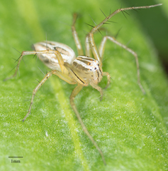 Oxyopes salticus