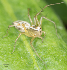 Oxyopes salticus