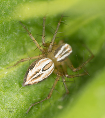 Oxyopes salticus