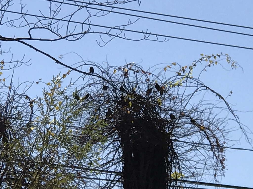 European Starling from Higgins Rd, Cheshire, CT, US on October 31, 2020