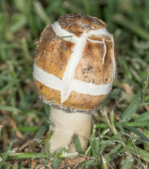 Agaricales