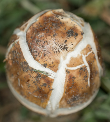 Agaricales