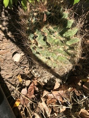 Hamatocactus