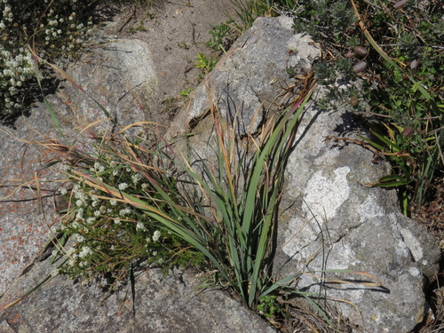 Image of Gladiolus caeruleus by (c) Jeremy Gilmore, some rights reserved (CC BY)