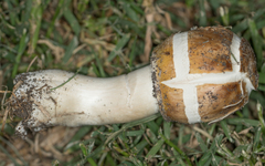 Agaricales