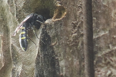 Monosapyga clavicornis