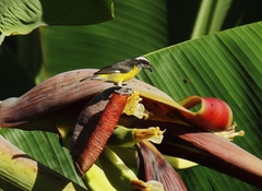 Coereba flaveola