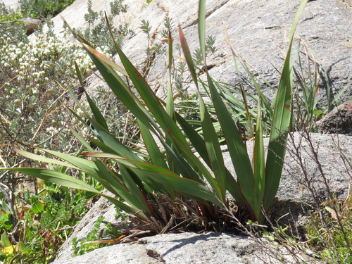 Image of Watsonia hysterantha by (c) Jeremy Gilmore, some rights reserved (CC BY)