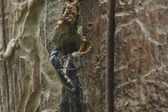 Monosapyga clavicornis