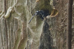 Monosapyga clavicornis