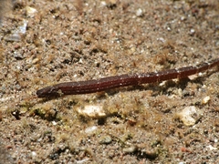 Kampen's Pipefish photo 2