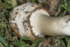 Agaricales