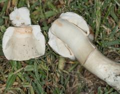 Agaricales