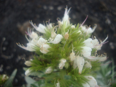 Echium brevirame
