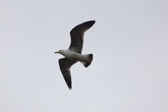 Larus argentatus argentatus
