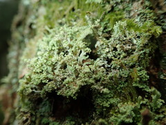 Cladonia ramulosa