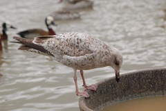 Larus argentatus argentatus