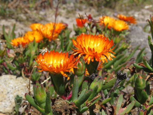 Image of Lampranthus aureus by (c) Jeremy Gilmore, some rights reserved (CC BY)