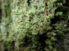 Cladonia ramulosa