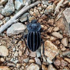 Alphasida holosericea