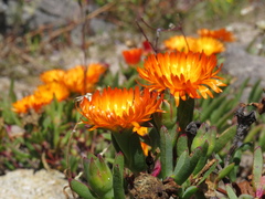 Lampranthus aureus