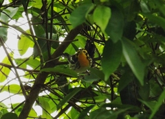 Setophaga fusca
