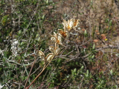 Gladiolus caeruleus