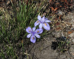 Moraea alpina