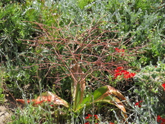 Trachyandra muricata