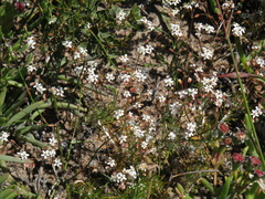 Pharnaceum aurantium