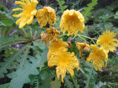 Sonchus hierrensis