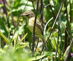 Polystictus pectoralis