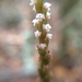 Prescottia oligantha - Photo 由 Andy Murdock 所上傳的 (c) Andy Murdock，保留部份權利CC BY-NC