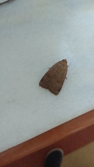 Noctua comes