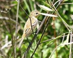 Polystictus pectoralis