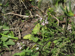 Stachys bolusii