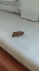 Noctua comes