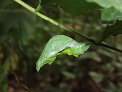 Papilio helenus daksha