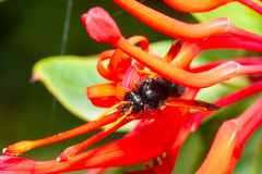 Hypodynerus vespiformis