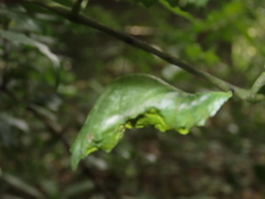Papilio helenus daksha
