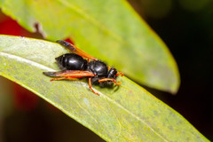 Hypodynerus vespiformis