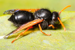 Hypodynerus vespiformis