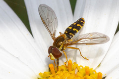 Toxomerus vertebratus