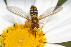 Toxomerus vertebratus